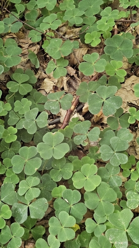 European wood-sorrel