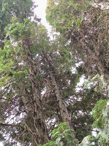 Long-eared Owl