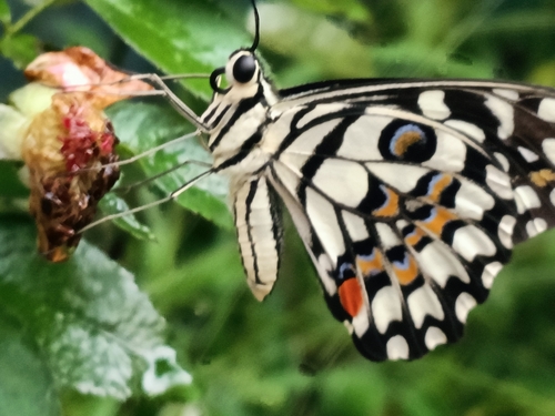 Lime Swallowtail
