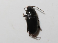 Pterostichus vernalis