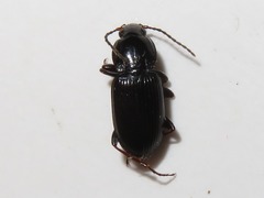 Pterostichus vernalis