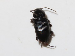 Pterostichus vernalis