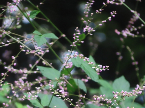 Hylodesmum podocarpum, photograph 3