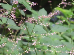 Hylodesmum podocarpum, photograph (c) mami_t_t, some rights reserved (CC BY)
