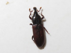 Cossonus linearis