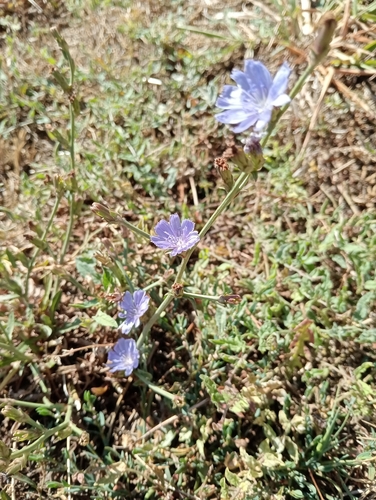 chicory