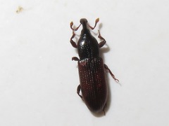 Cossonus linearis