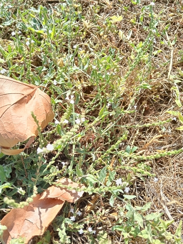 Common vervain