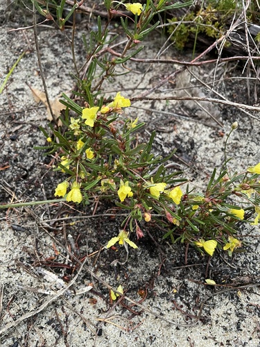 Hibbertia racemosa, photograph 5