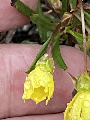 Hibbertia racemosa, photograph 6