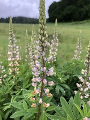 Lupinus oreganus