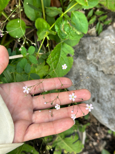 Gypsophila pacifica, photograph 3
