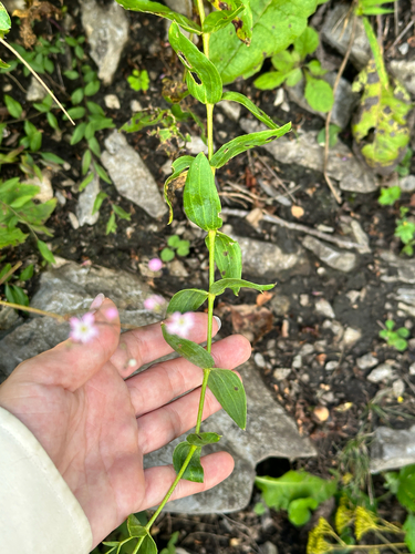 Gypsophila pacifica, photograph 4