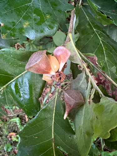 lobed oak gall wasp