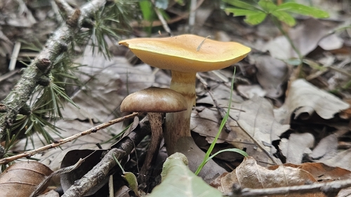Larch Bolete
