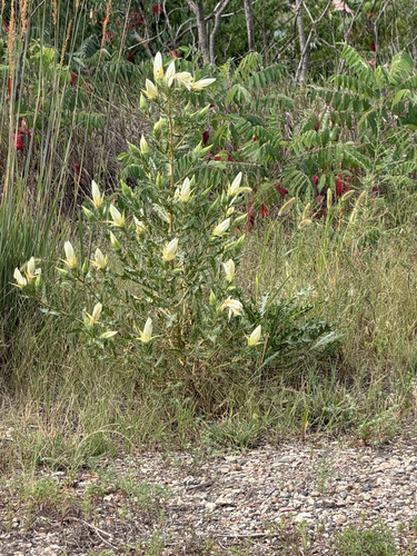 Ten-petal Stickleaf