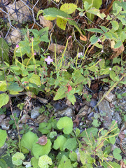 Epilobium montanum