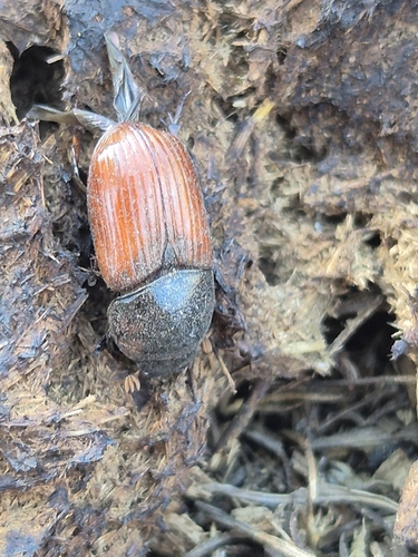 Coprimorphus scrutator