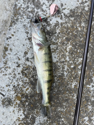Zander