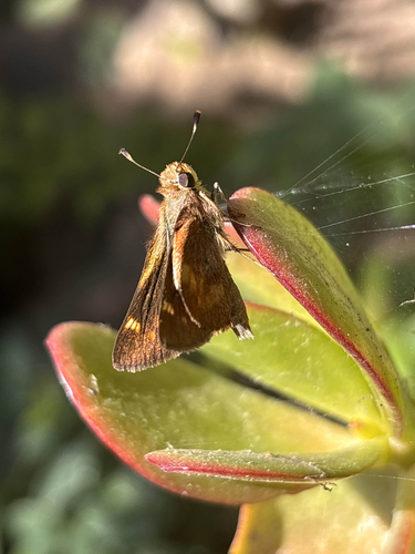 Umber Skipper