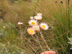 Helichrysum ellipticifolium