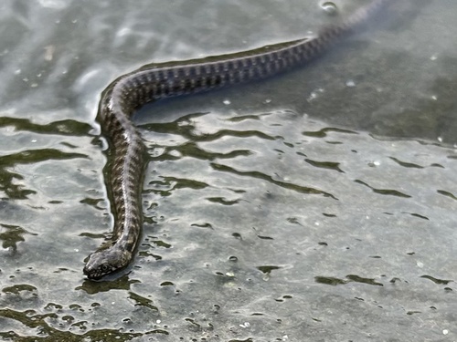 Tessellated Water Snake