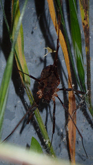 Protolophus