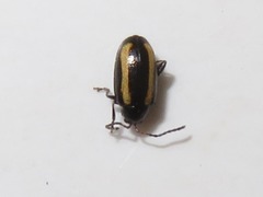 Phyllotreta undulata