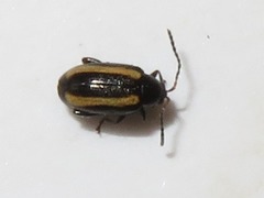 Phyllotreta undulata