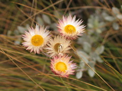 Helichrysum ellipticifolium