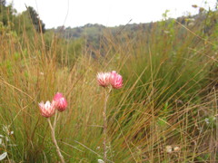 Helichrysum ellipticifolium