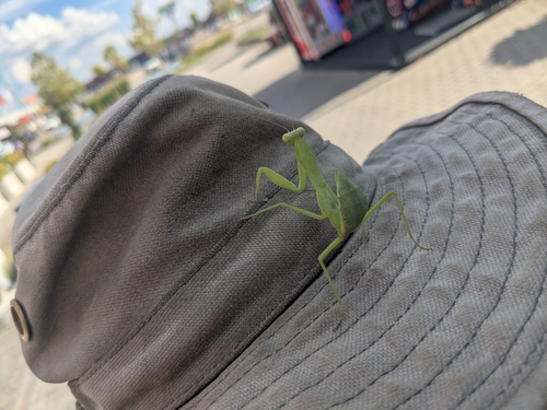 Transcaucasian Giant Mantis
