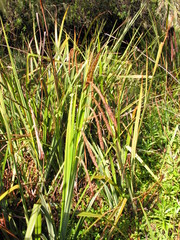 Carex bequaertii