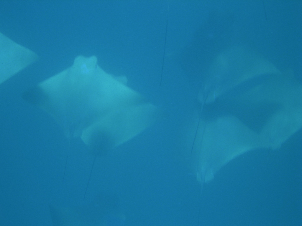 Brazilian Cownose Ray