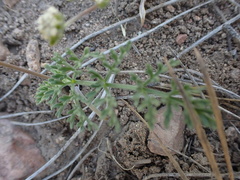 Lomatium nevadense