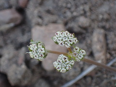 Lomatium nevadense