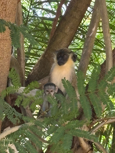 Green Monkey