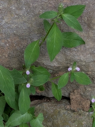 Rostellularia procumbens, photograph 3