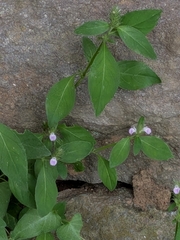 Rostellularia procumbens, photograph (c) mami_t_t, some rights reserved (CC BY)