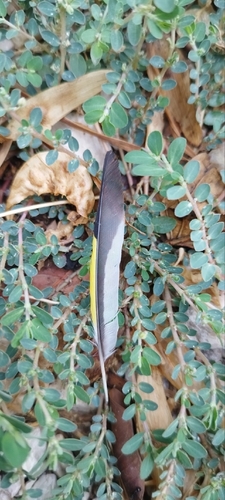 Plume de Chardonneret élégant