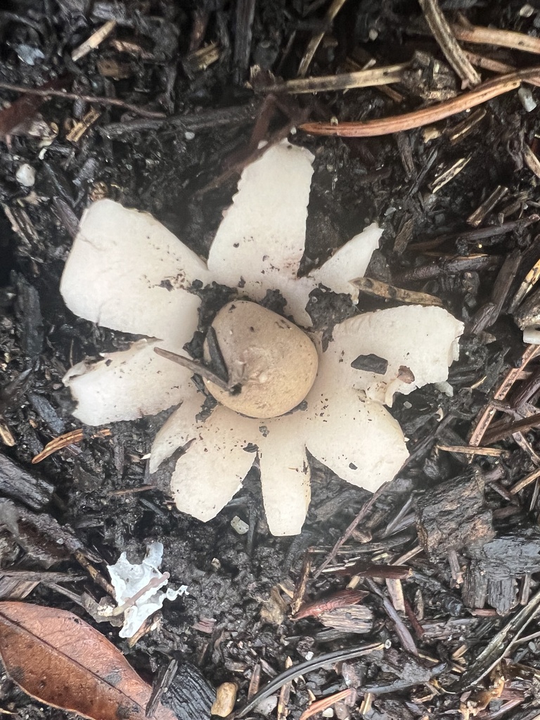 Geastrum morganii · September 2026 · photo: Photo: no rights reserved · iNaturalist