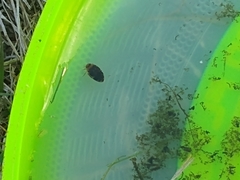 Laccophilus maculosus