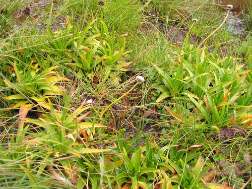 Eriocaulon schimperi image