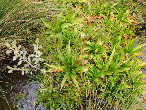 Eriocaulon schimperi image