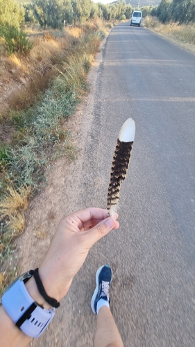 Plume de Engoulevent à collier roux