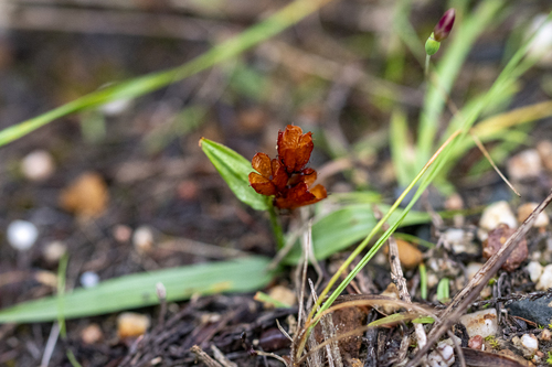 Wurmbea glassii (Wurmbea glassii)