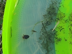 Laccophilus maculosus