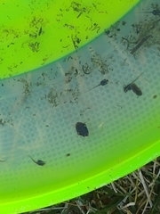 Laccophilus maculosus