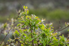 Searsia rehmanniana