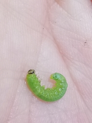 Pristiphora appendiculata